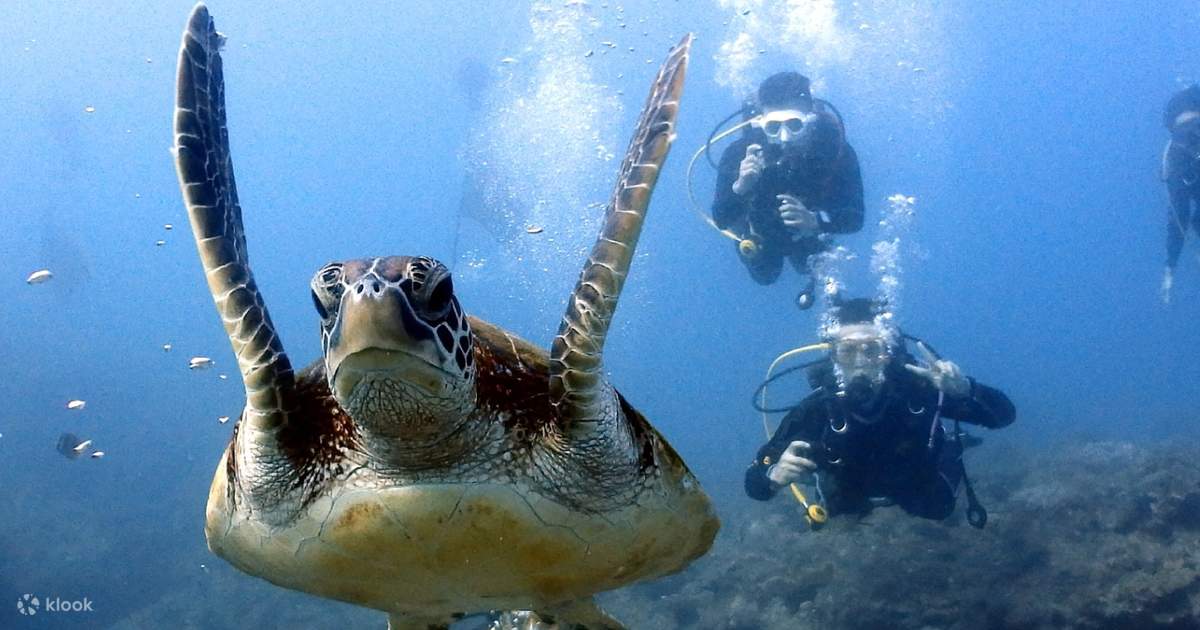 Diving Experience Diving & Diving Tourism & OW・AOW Diving License Klook